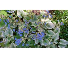Poměnkovec(Brunnera macrophylla)