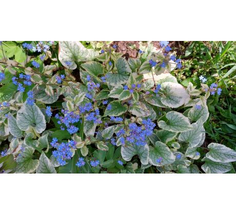 Poměnkovec(Brunnera macrophylla)