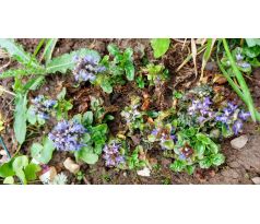 Zběhovec(Ajuga pyramidalis metallica crispa)
