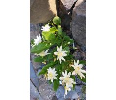 Lewisia tweedyi