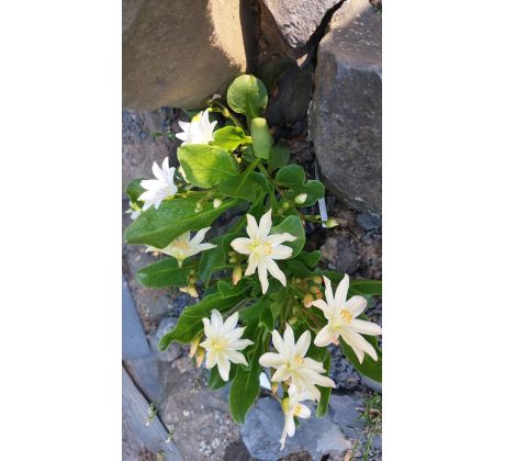 Lewisia tweedyi