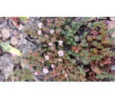Frankenia thymifolia