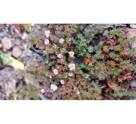 Frankenia thymifolia