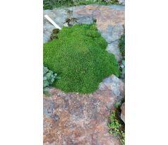 minuartia sp