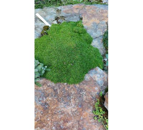 minuartia sp